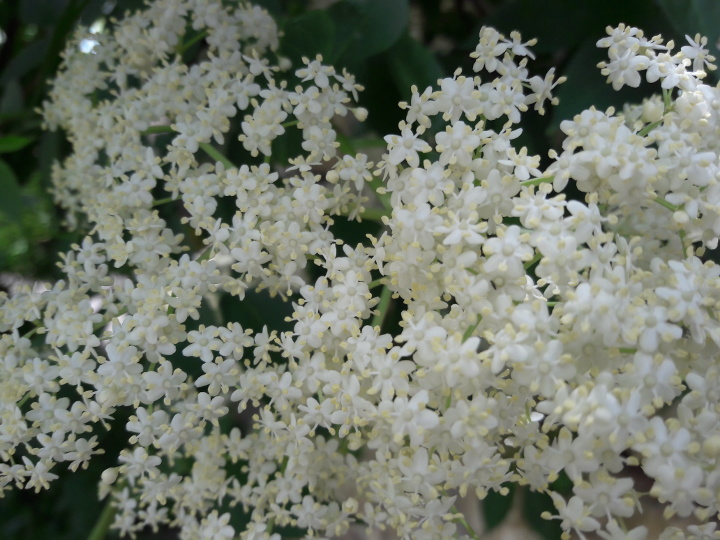 fleur de sureau,