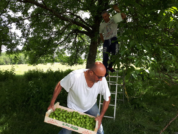 noux vertes, récolte de noix vertes