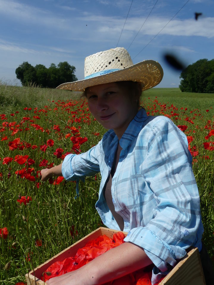 coquelicot, récolte de cquelicot